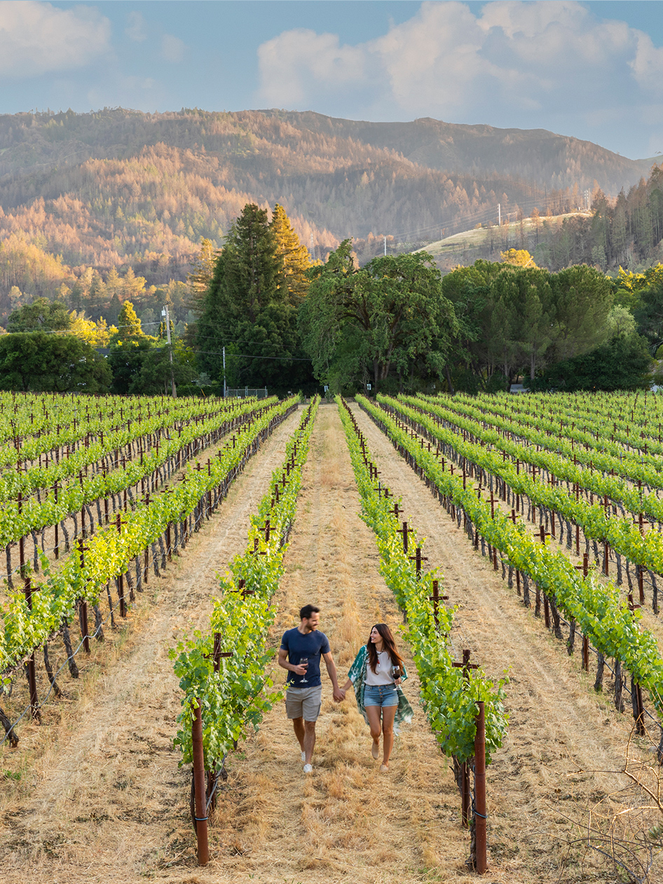 Alila Napa Valley Vineyard