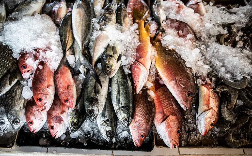 luxury photographer fish catch